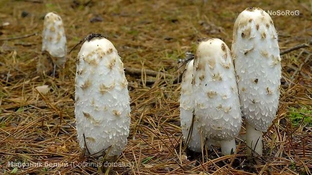 Навозник белый (Coprinus comatus) смотреть онлайн
