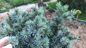 Хвойный Сад Надежды 14.08.25