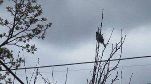 Птичка поет