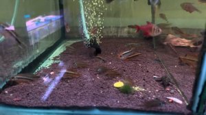 ПТИЧИЙ РЫНОК, САДОВОД, МОСКВА. ОБЗОР НА ОКТЯБРЬ-НОЯБРЬ