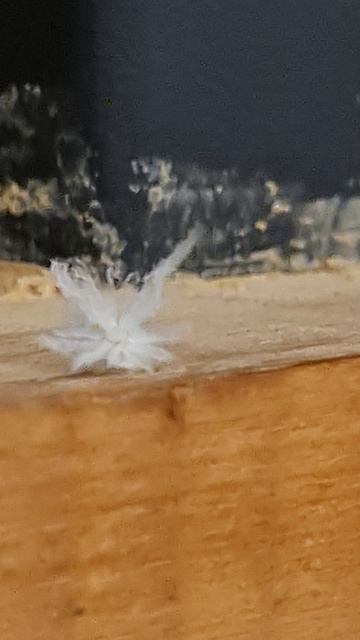 ЧУДО - ЮДО смотреть онлайн