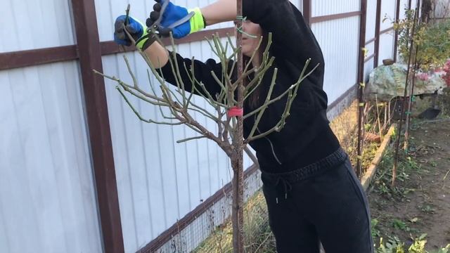 Секреты Укрытия Штамбовых Роз в Зиму!часть1 смотреть онлайн