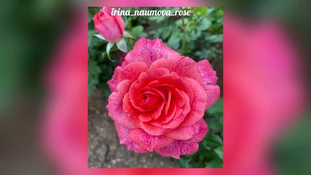 Роза Пьер Карден Rose Pieree Carden смотреть онлайн