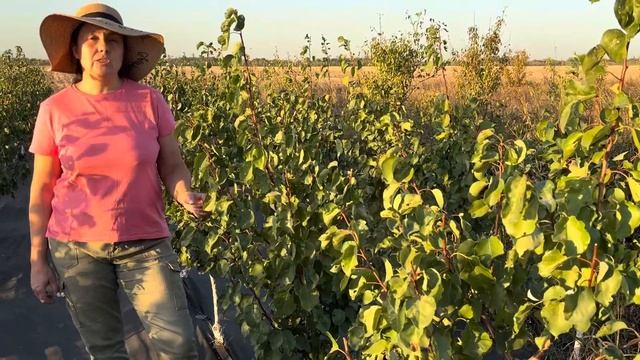 Абрикос сорта Шалах 3года