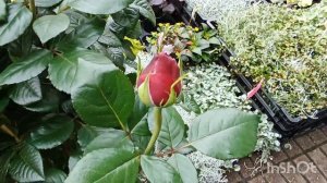 Roses... Розы.. Розы! Лавли Рококо, Чиппендейл, Адмирал и др