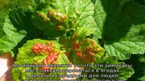 Весенняя обработка смородины и крыжовника от вредите?