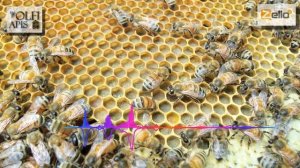 #Рахматулин Д.К. Белковые заменители для пчел весной