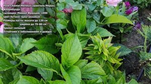 РОЗА ШАНТАЛЬ МЕРЬЕ (Chantal Merieux) | Обзор сорта: Роза Шантал