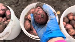 Сорт картофеля Уника , сегодня убрали последний сорт к