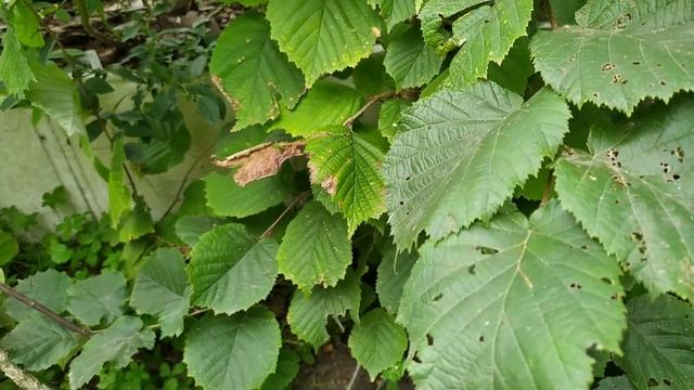 ФУНДУК . Сорт Академік Яблуков 4 .Збір сигнального врож смотреть онлайн