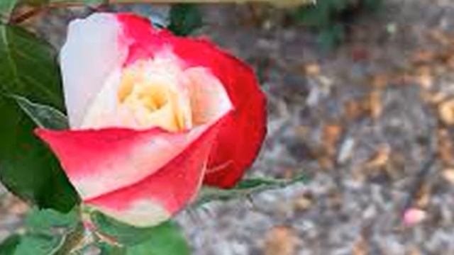 Роза Дабл Делайт. Double Deligh