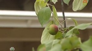 Дачный ответ от 30 июня 2013 года