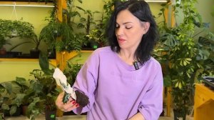 Распаковка поставки растений из Голландии 🌱 антуриу?