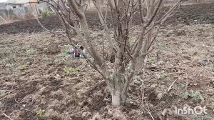 Обрезка плодовых деревьев