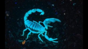 🦂 СКОРПИОНЫ: опасные, светящиеся, полезные