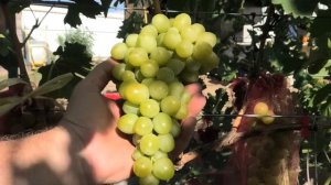 ГФ винограда Хелена