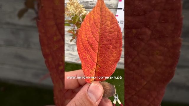 Гортензия метельчатая Fire Light Tidbit® Panicle Hydrangea от Proven Winers смотреть онлайн
