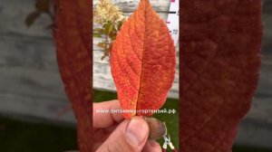 Гортензия метельчатая Fire Light Tidbit® Panicle Hydrangea от Proven Winers