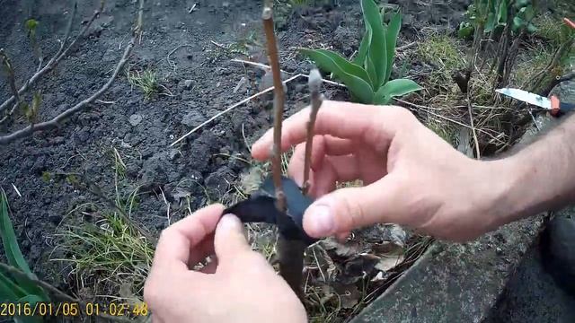 Прививка яблони.Прививка деревьев весной.РЕЗУЛЬТАТ