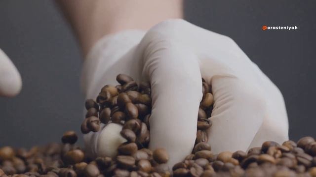 Кофейное дерево: Как растет кофе и как его собирают