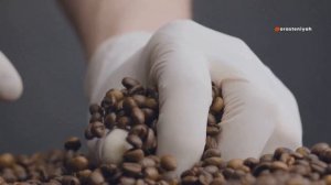 Кофейное дерево: Как растет кофе и как его собирают