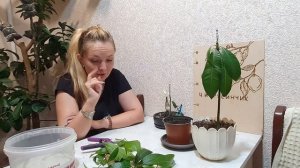 Как прививать манго и авокадо 🥑