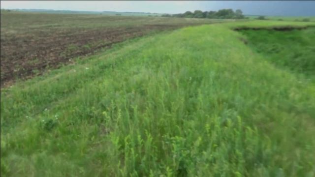 Как я первый раз ходил за грибами. Луговые опята. смотреть онлайн