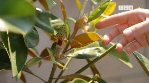 Магнолия грандифлора. Секреты бурного цветения