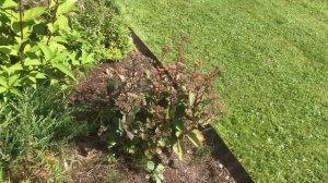 03.08.25 Хвойный Сад Надежды III