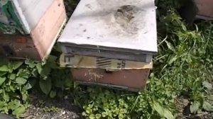объединение в июле пчел на главный медосбор - как объе?
