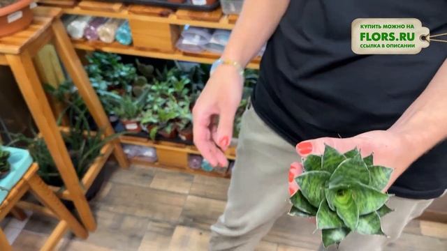 Обзор растений: редкие аглаонемы, новые сорта сансеви? смотреть онлайн