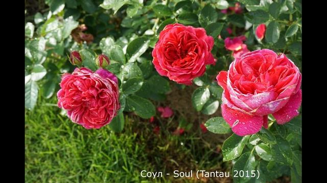 Краткий обзор розы Соул (Шраб) - Soul (Tantau 2015) смотреть онлайн