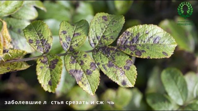 Розовый Сад без химии. Народные рецепты от болезней. П? смотреть онлайн