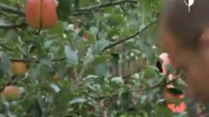 Ранние сорта яблок