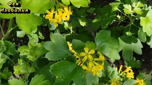 Фитофтора на помидорах и картошке? Спасаю урожай без х смотреть онлайн