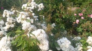 Мускусный гибрид розы Ватерлоо начало цветения