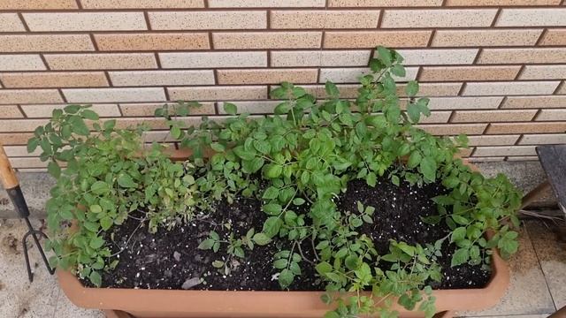 новости огородика в вазонах. цветет бок чой, дайкон за? смотреть онлайн