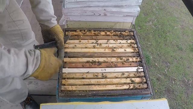 Какая вощина лучше? Пчелы выбирают.