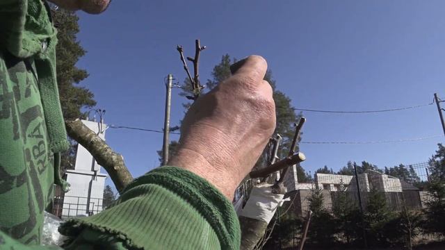 ПРИВИВКА ДЕРЕВА ВЕСНОЙ | ПОКАЗЫВАЮ РЕЗУЛЬТАТ | 11 СЕРИЯ смотреть онлайн