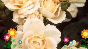 Роза флорибунда Шампань Момент. Краткий обзор, описан?