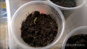 Рассада помидоров без пикировки/ Сеем семена томатов.