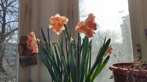 Цветение гиацинтов и нарциссов в горшке. Уход за гиаци