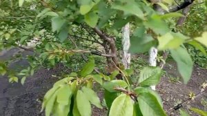 Прививка Черешни на ЧЕРЁМУХУ !!! и АЛЫЧУ. Полное видео.