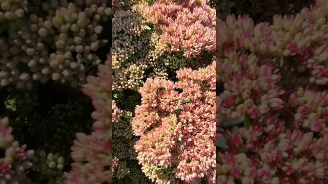 Очитки/Седумы- лучшее для осеннего сада. #мно? смотреть онлайн