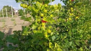 Орфей - самый сладкий сорт крыжовника