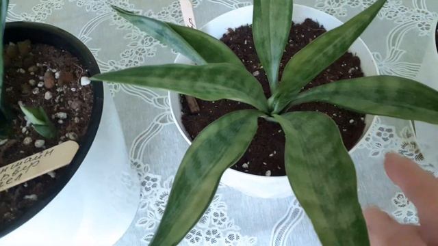 Коллекция сансевиерии продолжается.