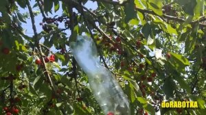 Как собрать вишни черешни на высоте. Приспособление д?