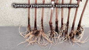 🍇 Что такое Корневин? Как его Правильно применять при