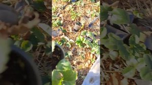 Описание сорта клубники Ания.