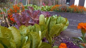 Подсветка рассады. Фитолампа Герман свет.